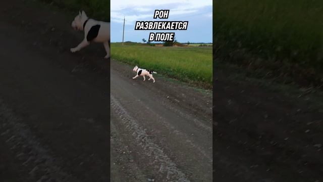 Счастливый пёсик в поле всегда найдет развлечение) #собака #природа #dog #field #familyvlog #funny