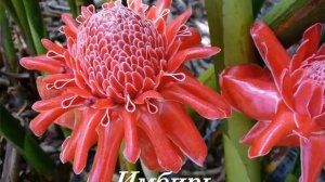 Строение цветка видеоурок