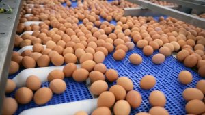 Сделайте ЭТО чтобы продлить срок годности куриных яиц