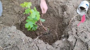 Посадка саженца винограда весной 2022.