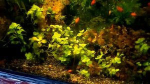 #Aquarium. Стаурогин и другие растения.