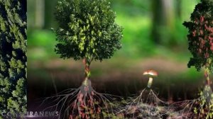 Деревья разумны. Природа вас видит. Взаимопомощь Леса.