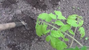 Посадка свёклы. Чем заправлять лунки.