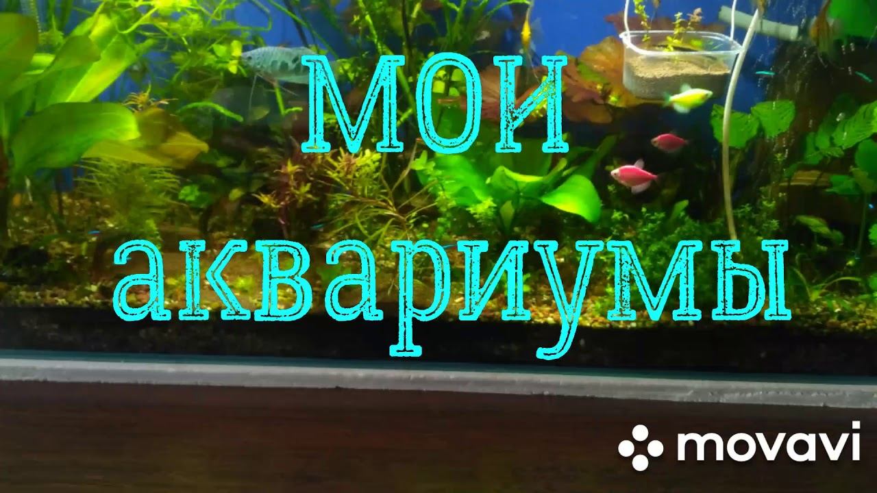 Мои аквариумы! #Аквариумныерыбки#Аквариумиумныерастения#Аквариумистика#