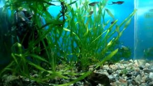 аквариум 9 литров