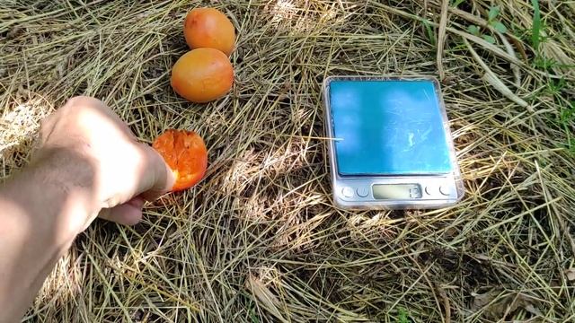 Сорт абрикоса "Вандер Кот" смотреть онлайн