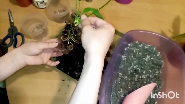 Минеральный грунт.🪨 Пересадка растений 🌱. Антуриум, сингониум, аглонема, алоказия и дугие