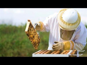 Морозоустойчивых пчёл вывели в Радужном