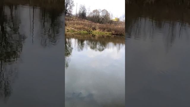 Трофейный Голавль на Болтушку