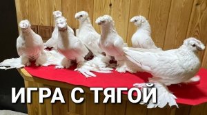 Игра с тягой 24 часа богатая коллекция лёт и игра. Двухчубые голуби. Tauben. Pigeons. Palomas.