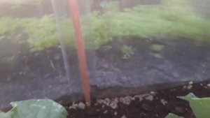 #огурцы # огурчики# веду в один стебель#