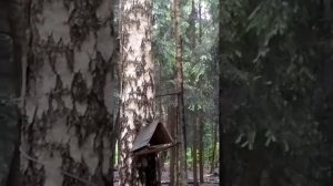 Цокающая белка