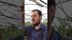 Теплица работа рассада#Теплица#Томаты#Огурцы#Рассада#Удобрение