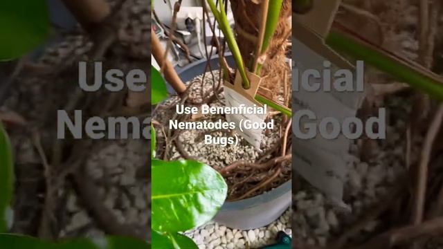 How To Get Rid Of Thrips On Plants #thrips #pestcontrol #plantcare #plantcaretips #nematodes