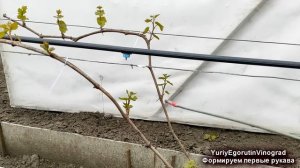 🍇 Сделай ЭТО обязательно на винограде 3 год. Как сформировать куст и ПЕРВЫЕ РУКАВА для урожая.