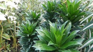 Dracaena fragrans ´Compacta´