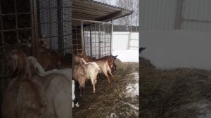 Продажа дойных коз
