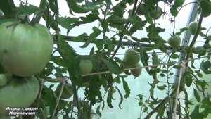 Томат РОЗОВЫЙ МЁД. Много больших и вкусных плодов.Крупноплодный сибирский сорт.