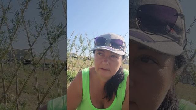 Культ воды смотреть онлайн