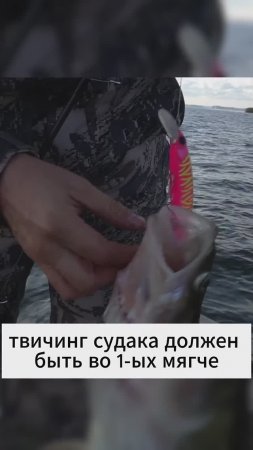 Судак на твичинг #norstream #fishing #рыбалка #спиннинг