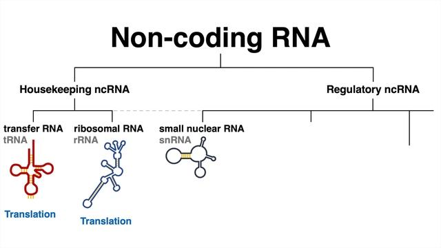 ncRNAs - all types of non-coding RNA (lncRNA, tRNA, rRNA, snRNA, snoRNA, siRNA, miRNA, piRNA) смотреть онлайн