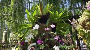 Высадили чеснок🧄 Убираем бройлеров🐤 Видео от Сашульки из Тая 🌴🌵🥀Пеку вкусняшки😋🥮