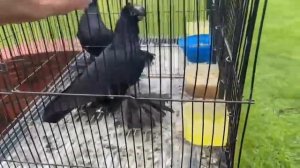 Жуки Голуби 🕊️ Германии