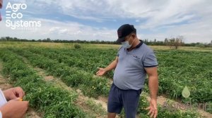Агрофлорин на перце и томате в открытом грунте. Фермер в приятном шоке.