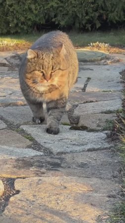 ✨ Лесной кот Барсик ✨ Харизма ✨ Котики такие милые и красивые