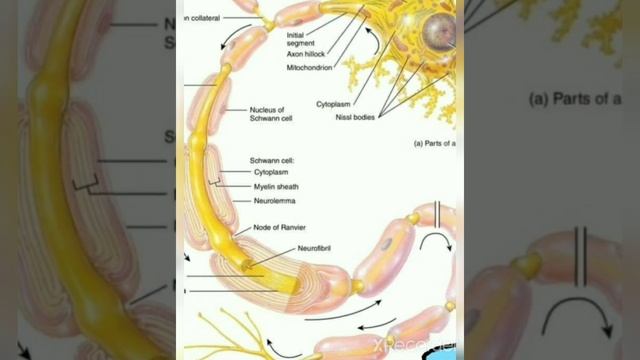 Multipolar Neuron #dmlt_video #awareness