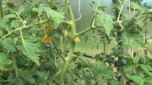 Томаты в июне. Уход и подкормка.