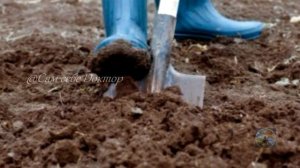 ИЗБАВЛЯТЬСЯ ОТ ПРОВОЛОЧНИКА НАДО НАЧИНАТЬ С ОСЕНИ. СДЕЛАЙ ЭТО И ПРОВОЛОЧНИК ПОКИНЕТ УЧАСТОК НАВСЕГД