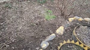 Люпин, впервые сею сразу на постоянное место 🌺