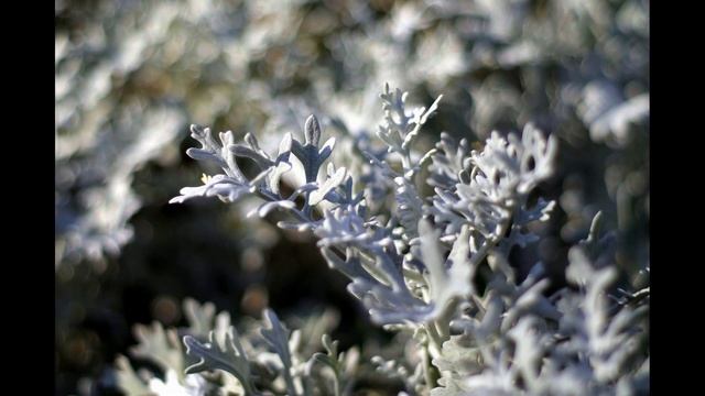 9 рослин, які захистять вас від навали комарів на дачі смотреть онлайн