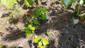 Черенковал осенью тополь белый пирамидальный. Свое наблюдение.