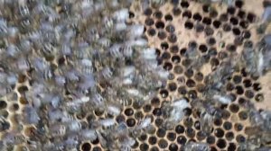 Гибель пчёл зимой. Зимовка пчёл в Подмосковье. Что сделать чтобы пчёлы не погибали. Часть 3.