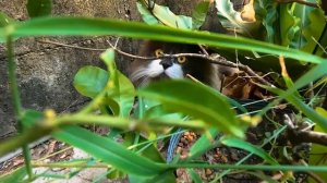 Может ли Человек заразиться Глистами от КОШЕК, СОБАК и других животных