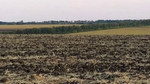 Десикация подсолнечника