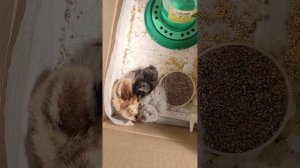 Цыплята из картонной коробки. Продолжение...