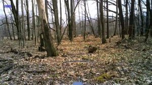 Пневматический пистолет Artemis CP2, хронограф. На сколько хватает одного баллона