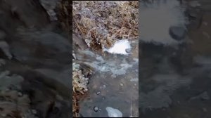 Фидан Ғафаров - Ғәфү ит