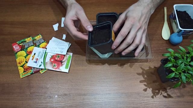 Легкий способ посева Томатов и Бархатцев для начинающих садоводов.