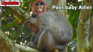 Lucky boy baby Adler after got fall from high tree but he ok and still strong & more hard careful