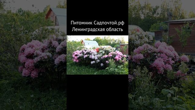 Зимостойкие вечнозеленые рододендроны финской селекции. Питомник Садпочтой.рф  #садпочтой