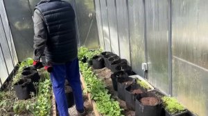 Высаживаем картошку в сумки// окуриваем пчёл от клеща//Жизнь в Канадской Деревне