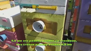 пчеловодство на ячейке 4,9 мм - часть 67, вощину хорошо строят, подставляю еще 18.05.2024