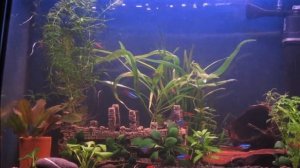 Аквариум с креветками и неонками