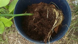 Верхушечные отводки макрофилы из Тинтори