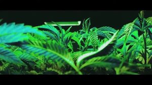 Wiz Khalifa   MAAN!