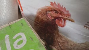 Как выбрать гранулированный комбикорм для кур